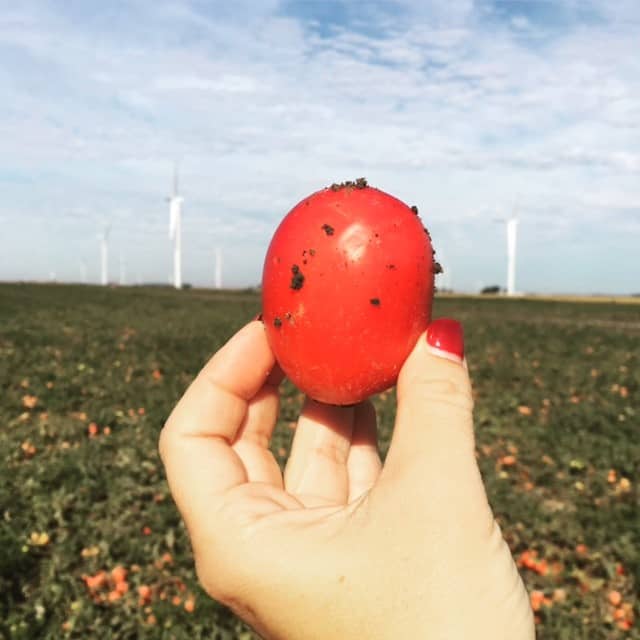 tomatoe1