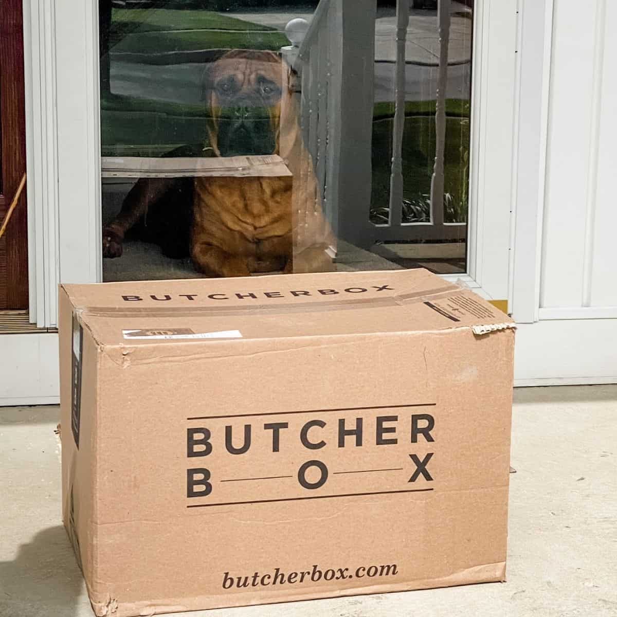 Tammy Overhoff's butcher box at the front door with her bull mastiff dog at the front door watching it.