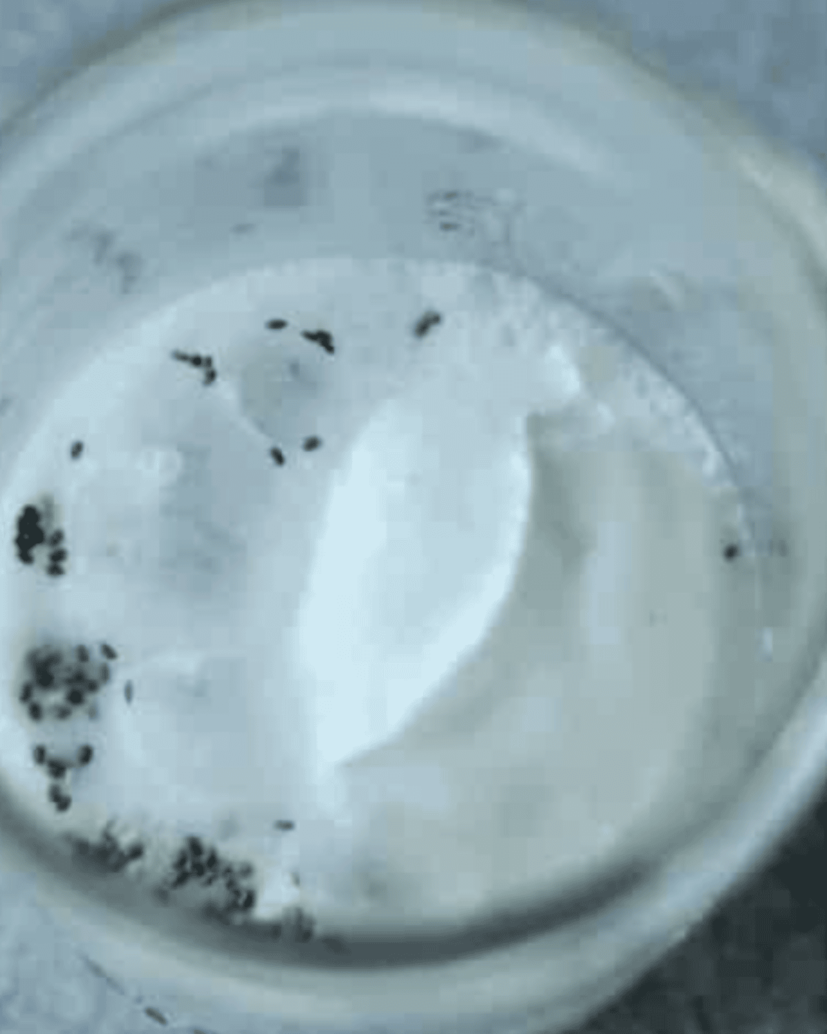 yogurt and almond milk in with the rolled oats and chia seeds